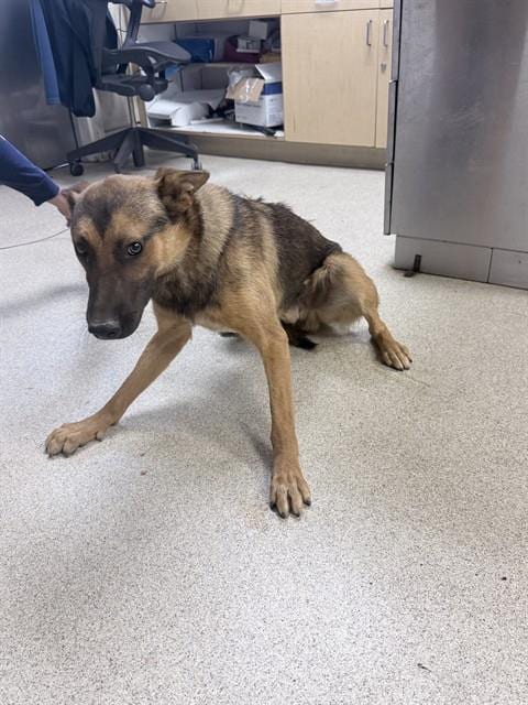 Photo of Rohan, adoptable German Shepherd Dog in Riverside, California
