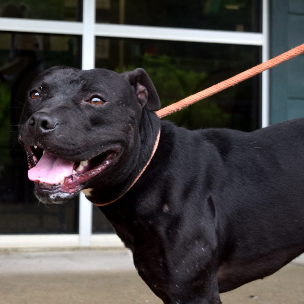 Photo of Cedar, adoptable Mixed Breed (Medium) in Chattanooga, Tennessee