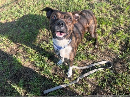Photo of Portabella, adoptable American Pit Bull Terrier in Ocala, Florida