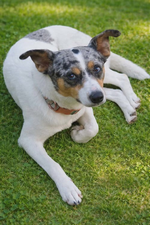 Photo of Marley - Maybe Me?, adoptable Australian Cattle Dog/Blue Heeler in Oakhurst, New Jersey
