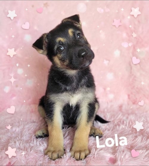 Photo of Lola, adoptable German Shepherd Dog in Newark, Delaware