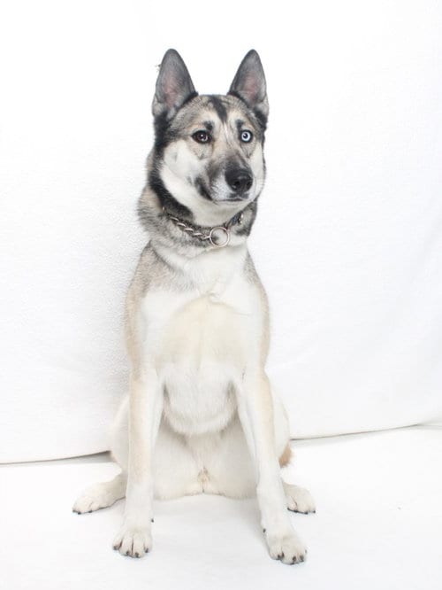 Photo of Boots, adoptable German Shepherd Dog in Burbank, California