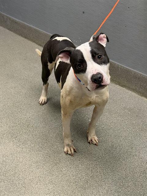 Photo of Captain Crunch, adoptable Pit Bull Terrier in Las Vegas, Nevada