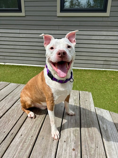 Photo of Zuko, adoptable Pit Bull Terrier in Liverpool, New York