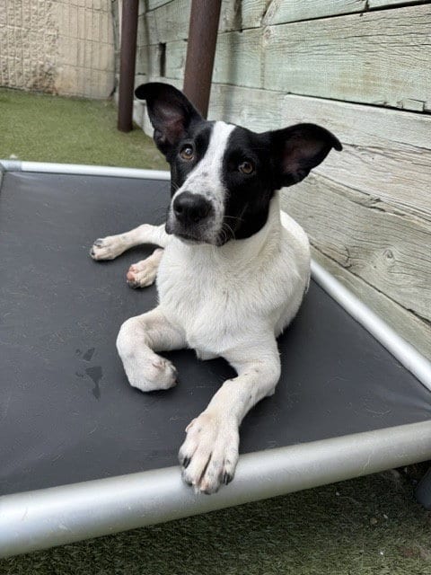 Photo of Pretzel, adoptable Terrier in St. Louis Park, Minnesota