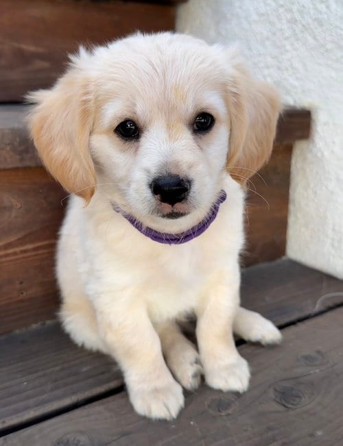 Photo of Shop: Saks, adoptable Maltese in Romoland, California