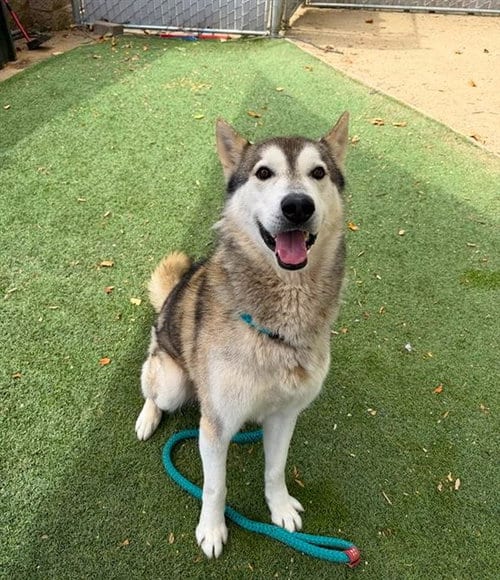 Photo of Baker, adoptable Siberian Husky in Sacramento, California