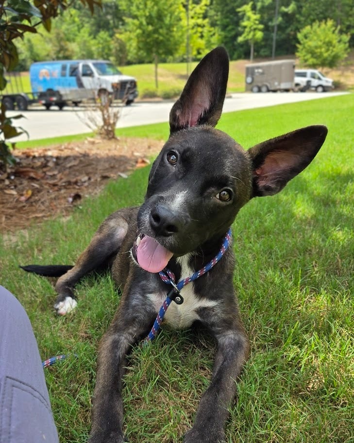 Photo of Ghost, adoptable Mixed Breed in Douglasville, Georgia