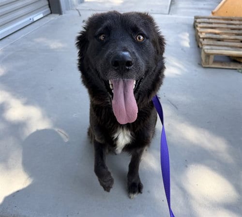 Photo of Kacey, adoptable Australian Shepherd in San Bernardino, California