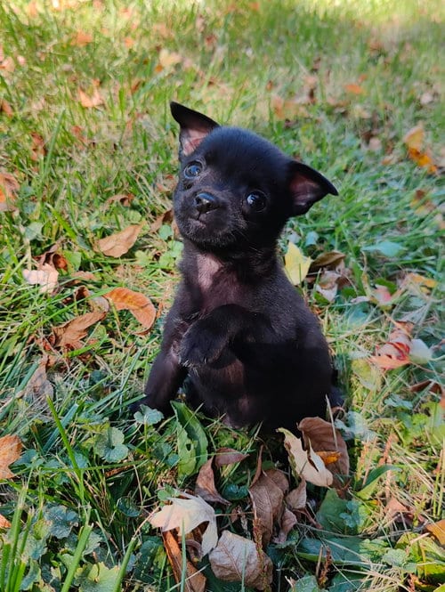 Photo of J Giles, adoptable Chihuahua in St. Louis Park, Minnesota