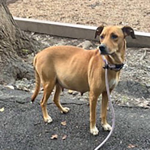 Photo of Princess, adoptable Labrador Retriever in Chantilly, Virginia