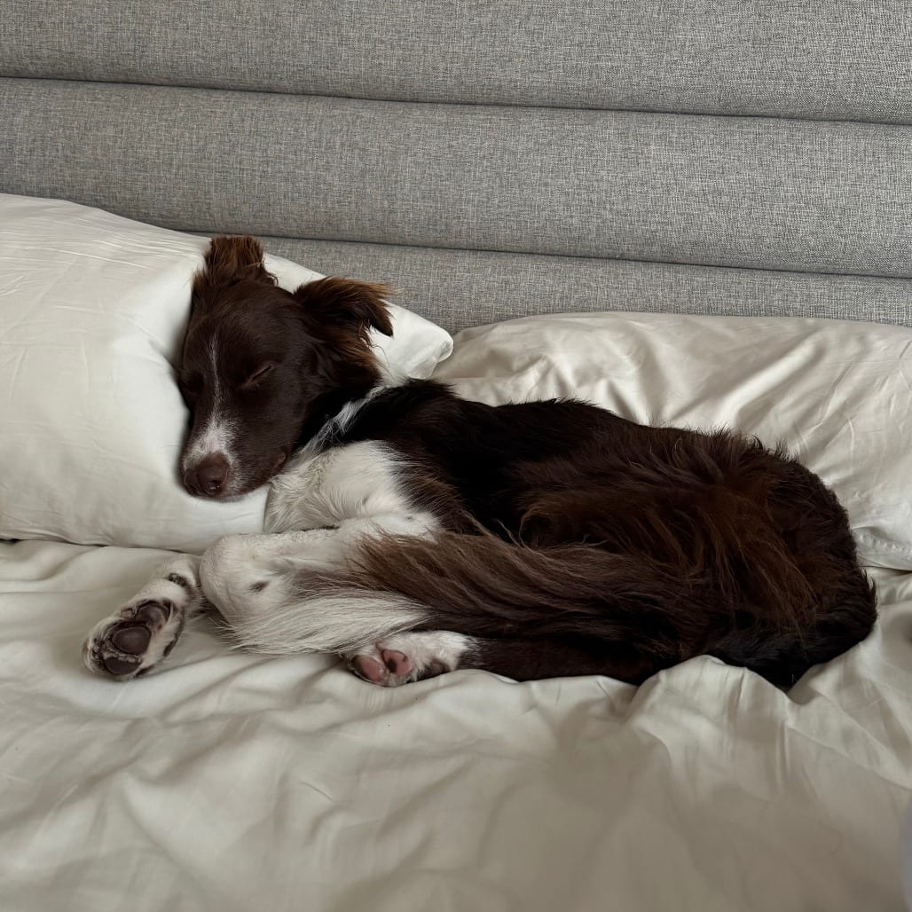 Photo of Milo, adoptable Collie, Border / Mix in San Francisco, California