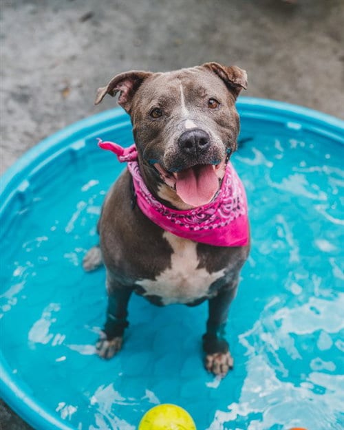 Photo of Rosa, adoptable Pit Bull Terrier in Miami, Florida