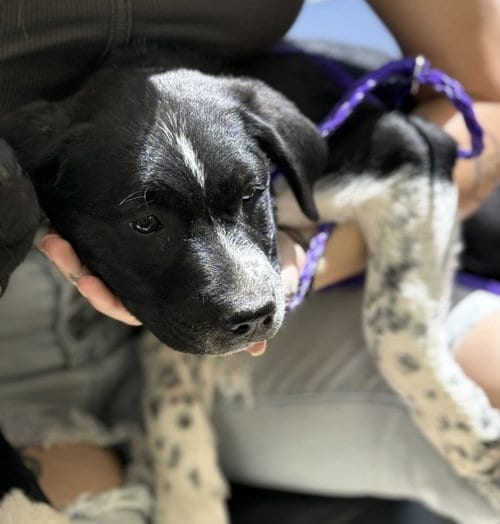 Photo of Marshmallow, adoptable Labrador Retriever in Killeen, Texas