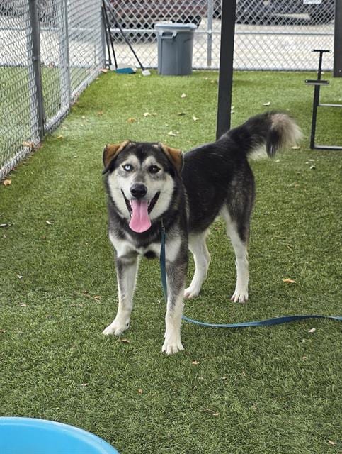 Photo of Max, adoptable Labrador Retriever in Downey, California