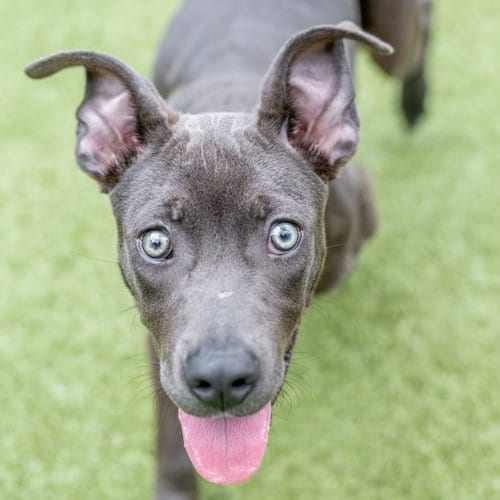 Photo of Sonnet, adoptable Terrier in Hilton Head, South Carolina