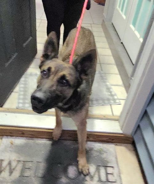 Photo of A823756, adoptable German Shepherd Dog in San Antonio, Texas