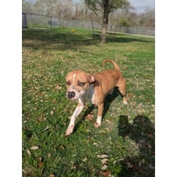 Photo of Simba, adoptable Boxer in Texas City, Texas