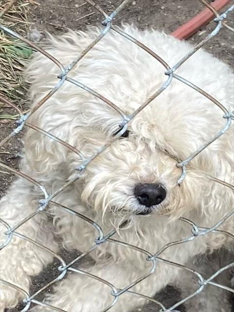 Photo of Ricky, adoptable Poodle (Miniature) in Dallas, Texas