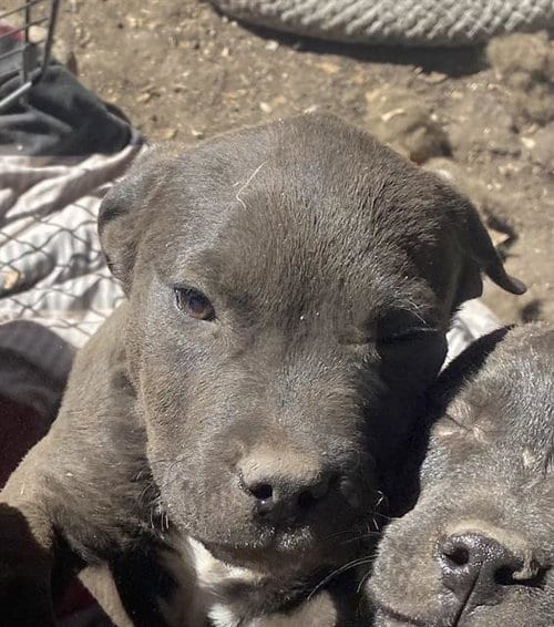 Photo of Blot, adoptable American Staffordshire Terrier in San Antonio, Texas