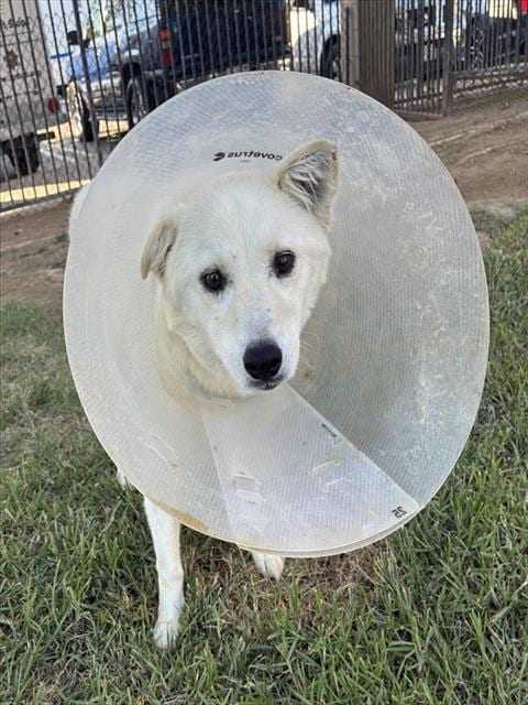 Photo of Snow White, adoptable Husky in Riverside, California