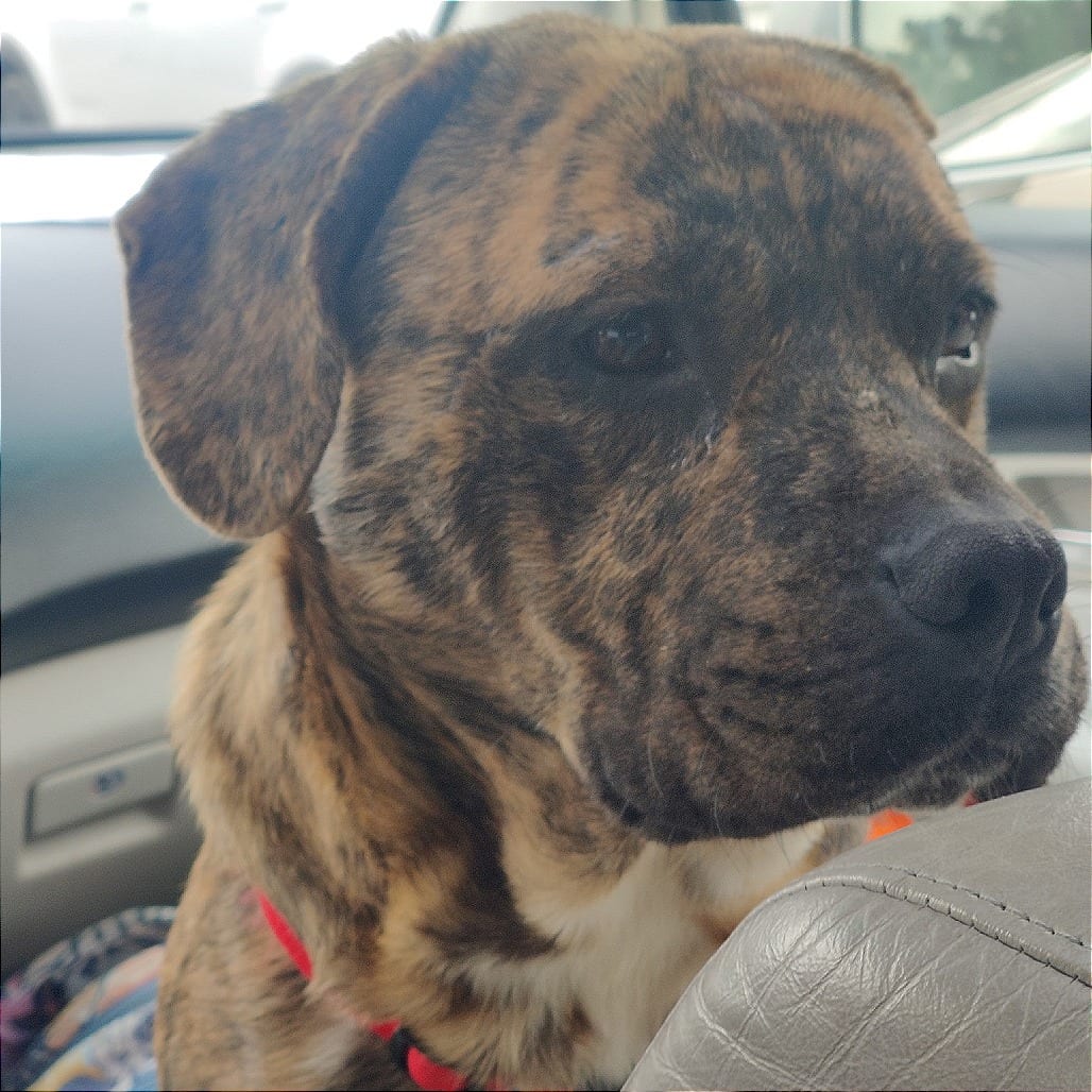 Photo of Benito, adoptable Mixed Breed (Medium)