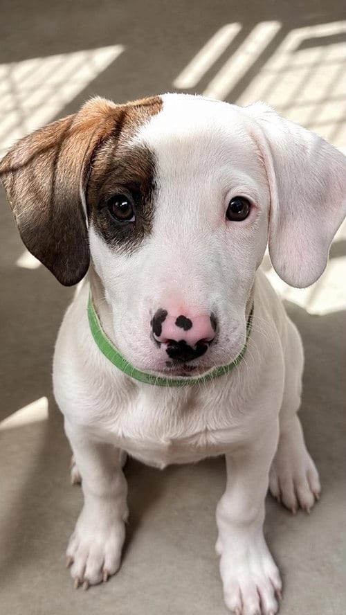 Photo of ML Donatello aka Hunter, adoptable Labrador Retriever in Warrenton, Missouri