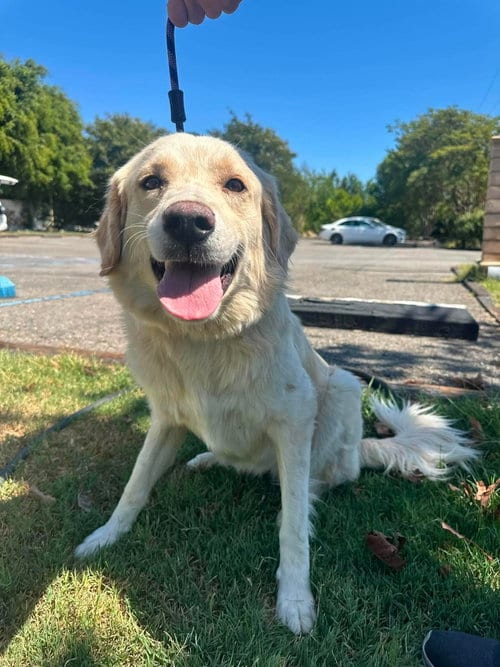 Photo of Kaya, adoptable Golden Retriever in San Diego, California