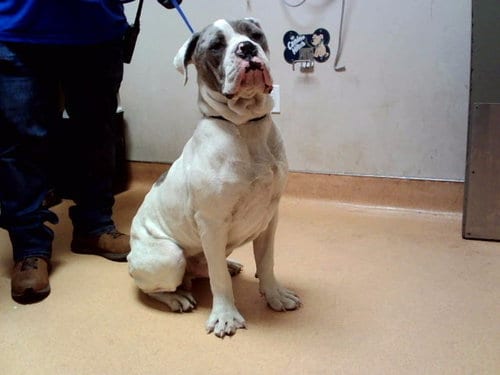 Photo of Kickbox, adoptable Mastiff in Martinez, California