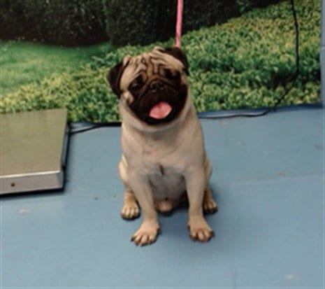 Photo of A554617, adoptable Pug in Moreno Valley, California
