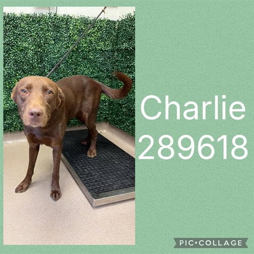 Photo of Charlie, adoptable Labrador Retriever in Macon, Georgia