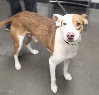 Photo of Kevin, adoptable dog in Farmington, New Mexico