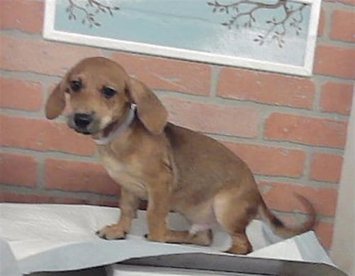 Photo of Smores, adoptable Chihuahua in Houston, Texas