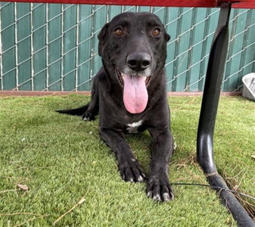 Photo of Wendy, adoptable Pit Bull Terrier in San Bernardino, California