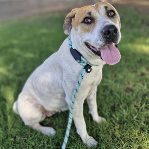 Photo of Marcie, adoptable Labrador Retriever in Mesa, Arizona