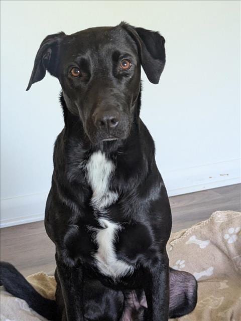 Photo of Clyde, adoptable Labrador Retriever in Mobile, Alabama