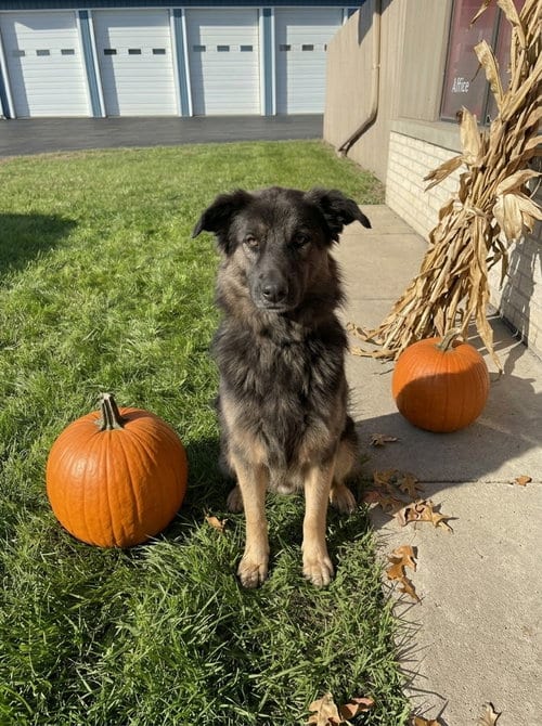 Photo of Ethel, adoptable Shepherd in Genesee, Wisconsin