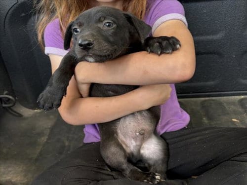 Photo of Jefferson, adoptable Pit Bull Terrier in Chapel Hill, North Carolina