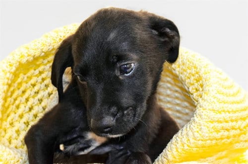 Photo of Griffin, adoptable Labrador Retriever in Ft Lauderdale, Florida