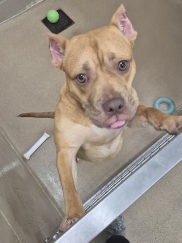 Photo of Gabi, adoptable Pit Bull Terrier in Decatur, Illinois