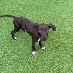 Photo of Murphy 9437, adoptable Labrador Retriever Mixed Breed (Medium) in Loxahatchee, Florida