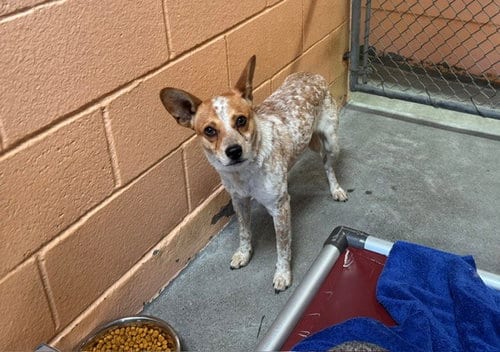Photo of Simba, adoptable Australian Cattle Dog/Blue Heeler in Fairfield, California