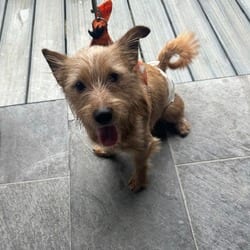 Photo of Brownie HHD, adoptable Australian Terrier Mixed Breed (Small) in Hartford, Connecticut