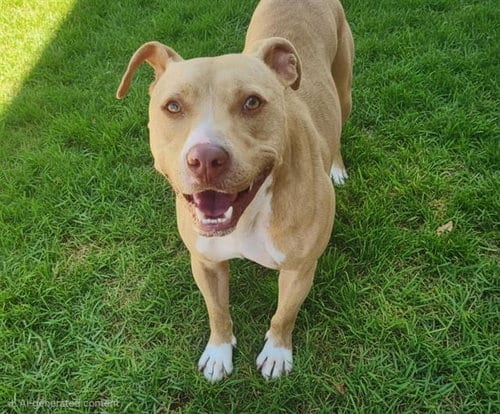 Photo of Mikey, adoptable American Pit Bull Terrier in Albuquerque, New Mexico