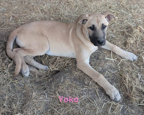 Photo of Yoko, adoptable Belgian Shepherd Malinois in Yreka, California