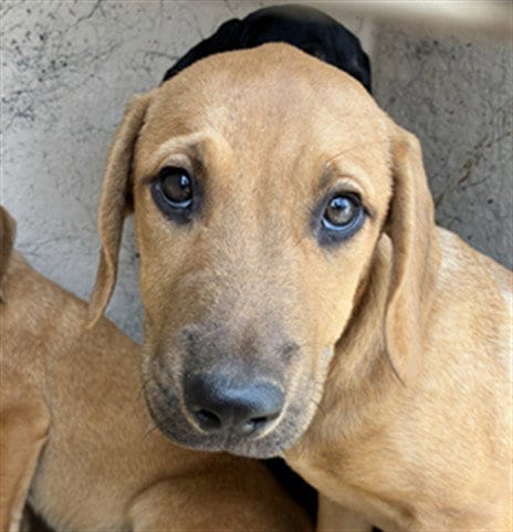 Photo of A480958, adoptable Hound in Oklahoma City, Oklahoma