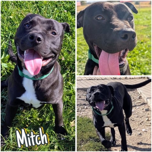 Photo of Mitch, adoptable American Staffordshire Terrier in Pierceton, Indiana