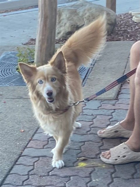 Photo of Hazel, adoptable Siberian Husky in Rancho Cucamonga, California