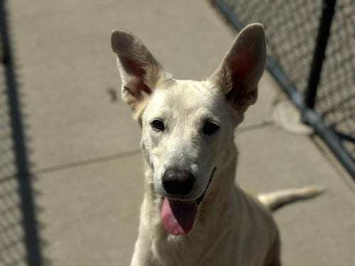 Photo of Princess, adoptable German Shepherd Dog in Tulsa, Oklahoma
