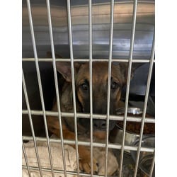 Photo of Hermione, adoptable German Shepherd Dog in Baton Rouge, Louisiana